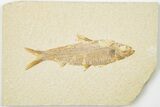 3.4" Detailed Fossil Fish (Knightia) - Wyoming - #201566-1